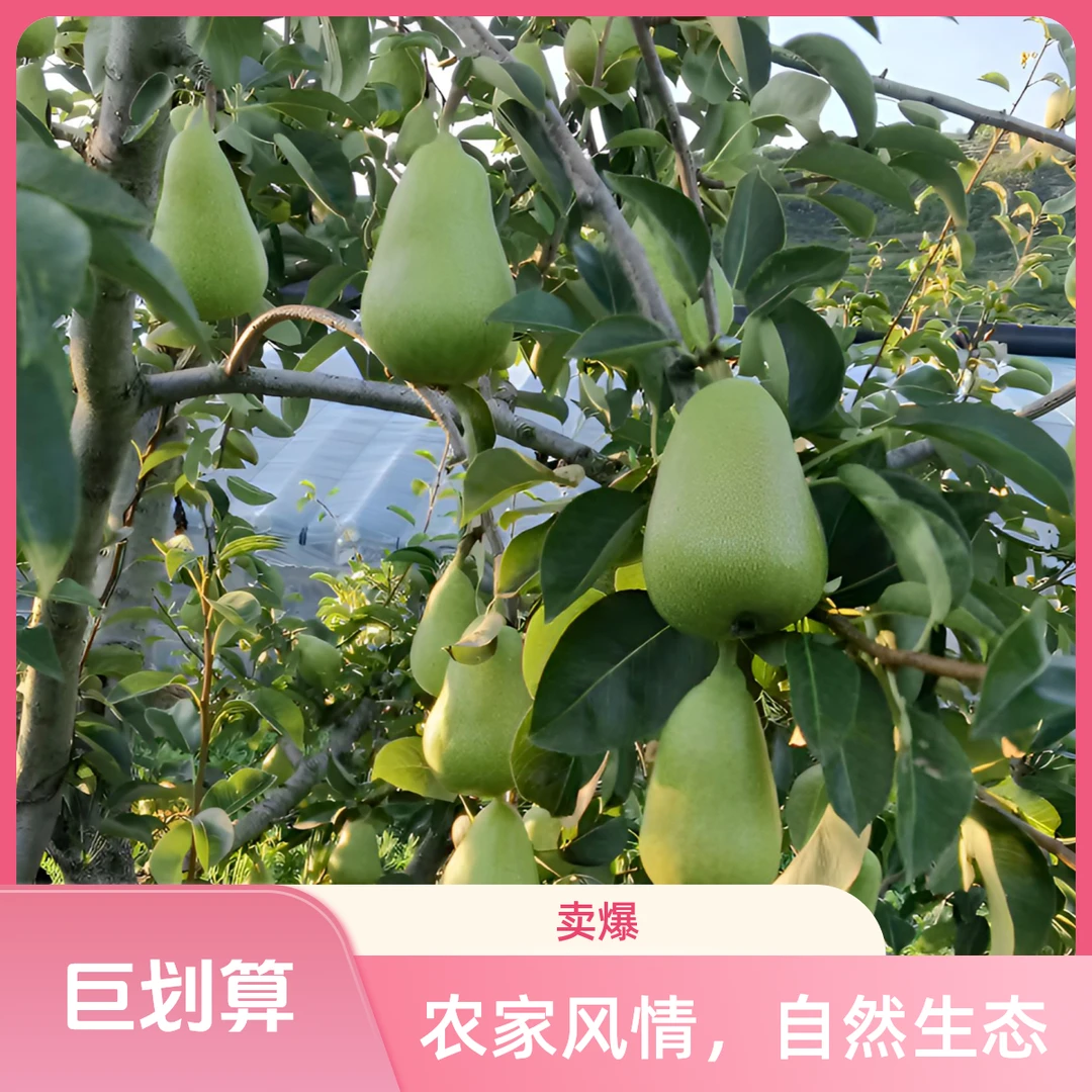 乡村当季太婆梨软糯香甜新鲜应季水果