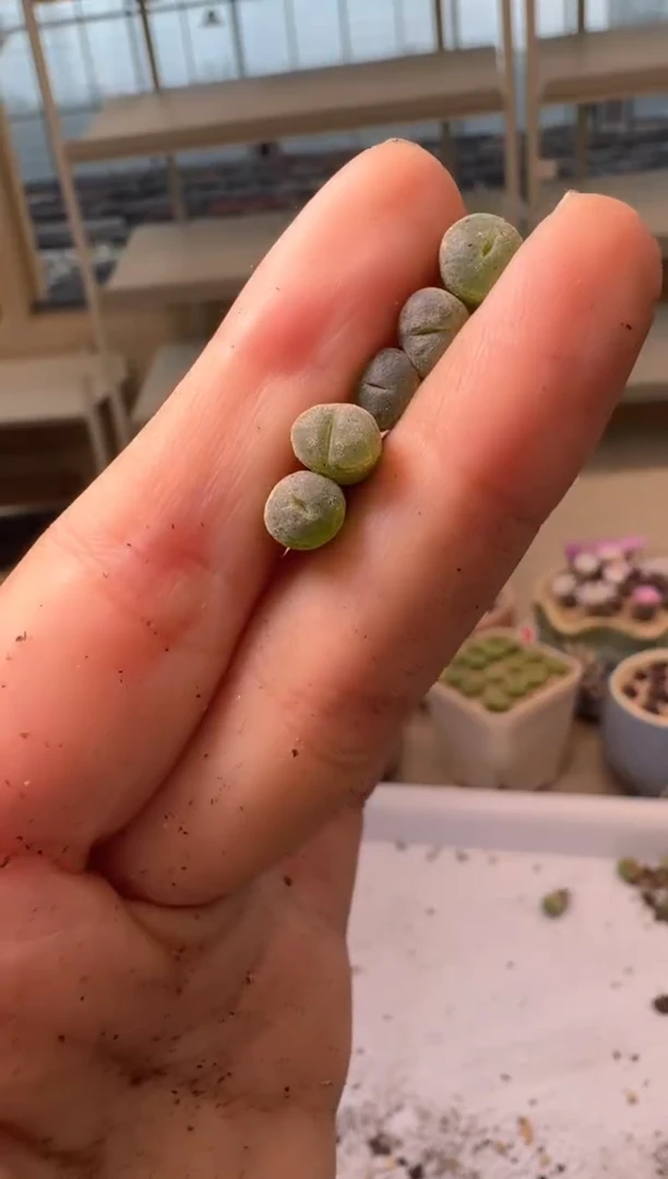 28-290多肉植物肉锥安格