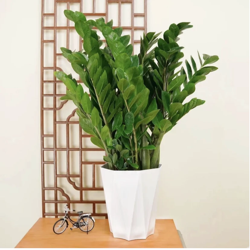 大型金钱树室内外客厅大绿植新房除甲醛植物四季常绿好养招财盆景