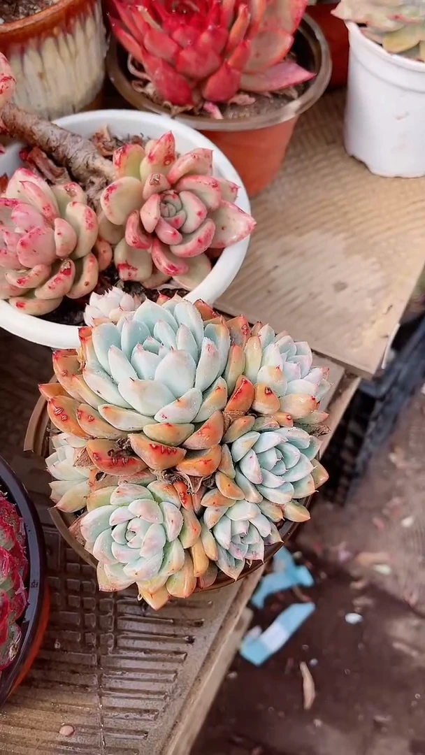 【闪购商品】16254