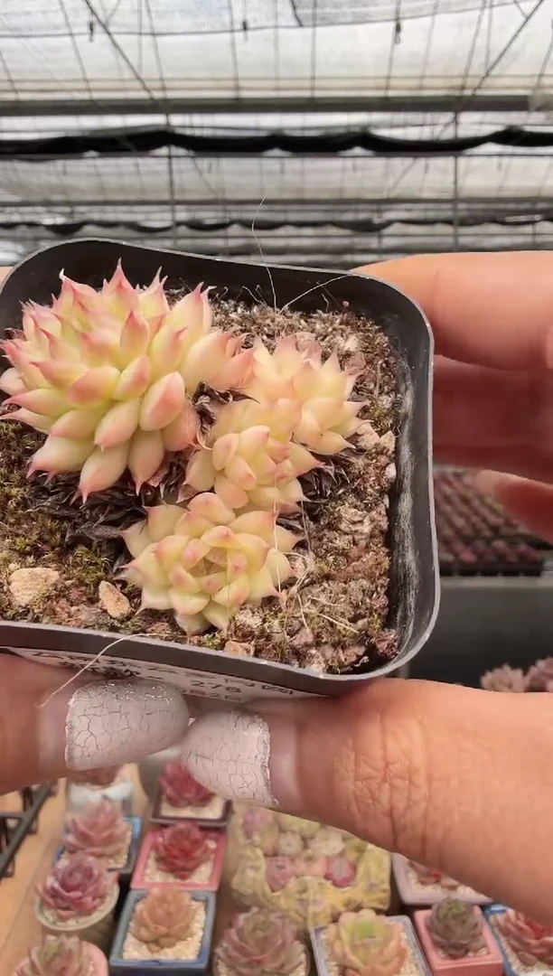 东云多肉园新款-278