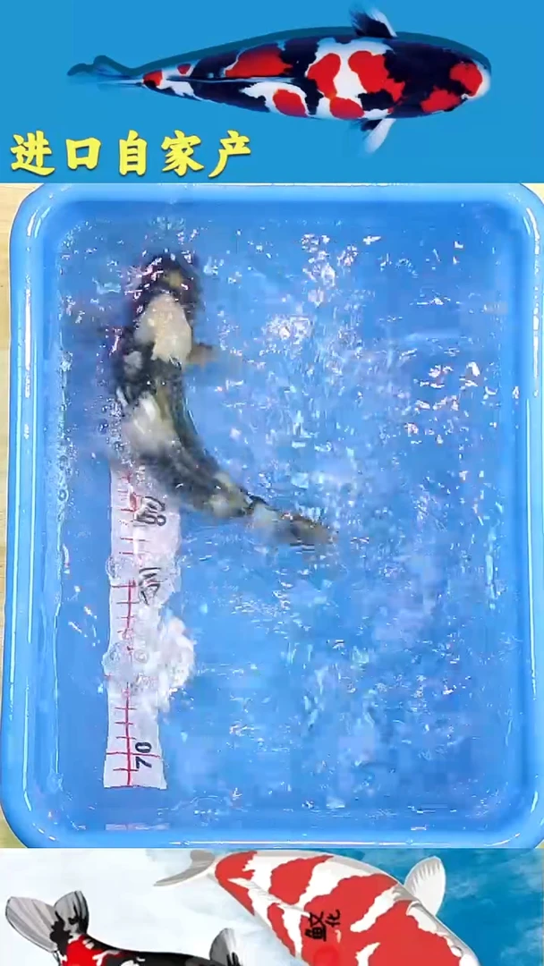 锦鲤2025/12/18悦鲤阁甄选锦鲤--26