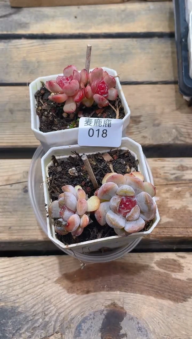 018红色恋人    2颗量拍