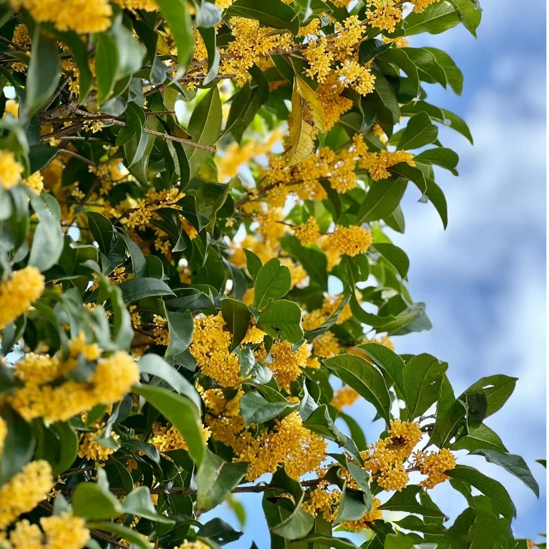 精品八月金桂红花丹桂状元红桂花树