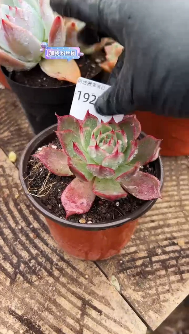 用****7多肉植物一物一拍19238