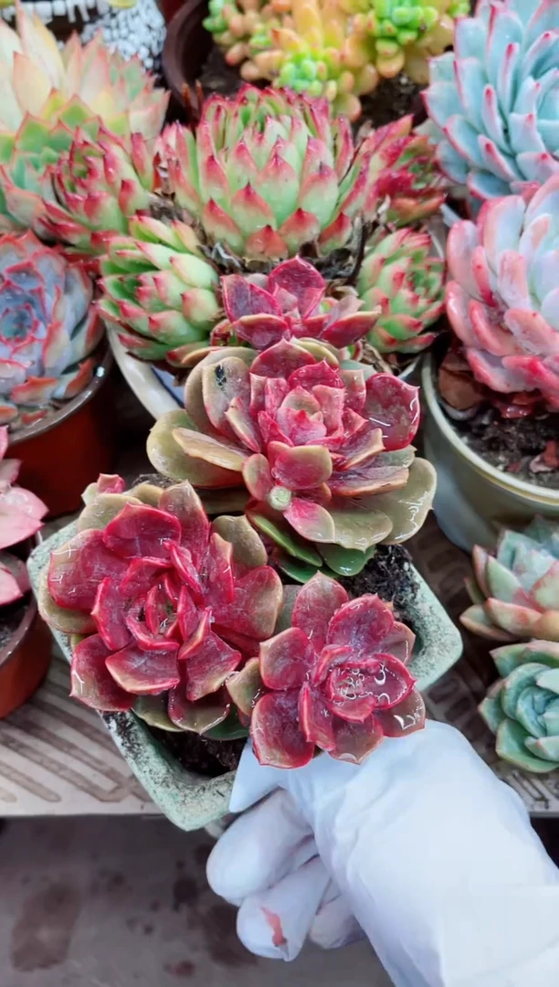 10014多肉植物一物一拍