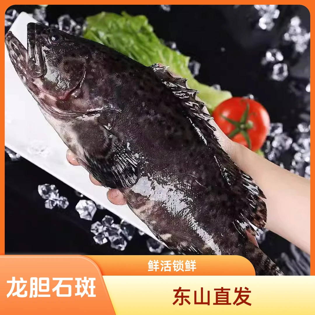 【1.3-1.5*2条】龙胆石斑鱼珍珠斑老虎斑海捕活冻锁鲜福建东山岛