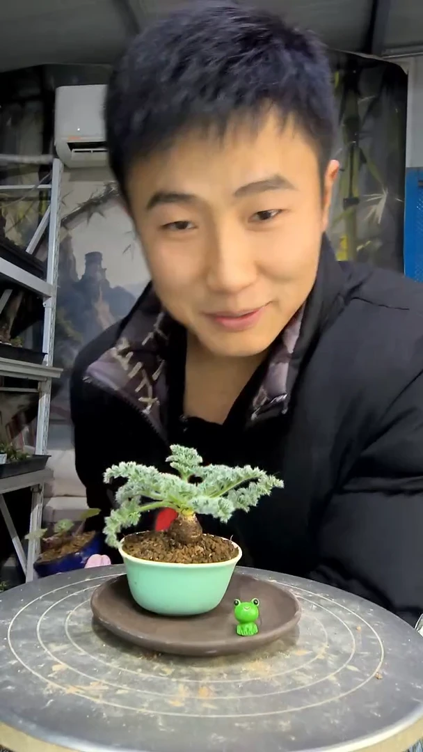 多**菜中青园艺一物一拍花442