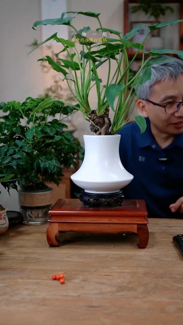 不开花植物李****妙小天使100