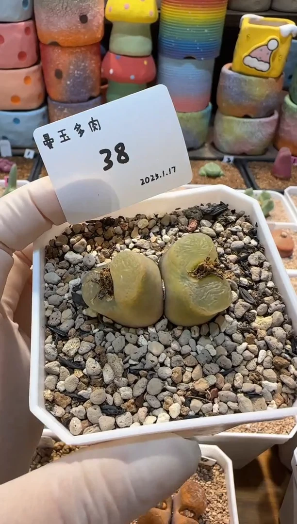 【闪购商品】25.1.17-38