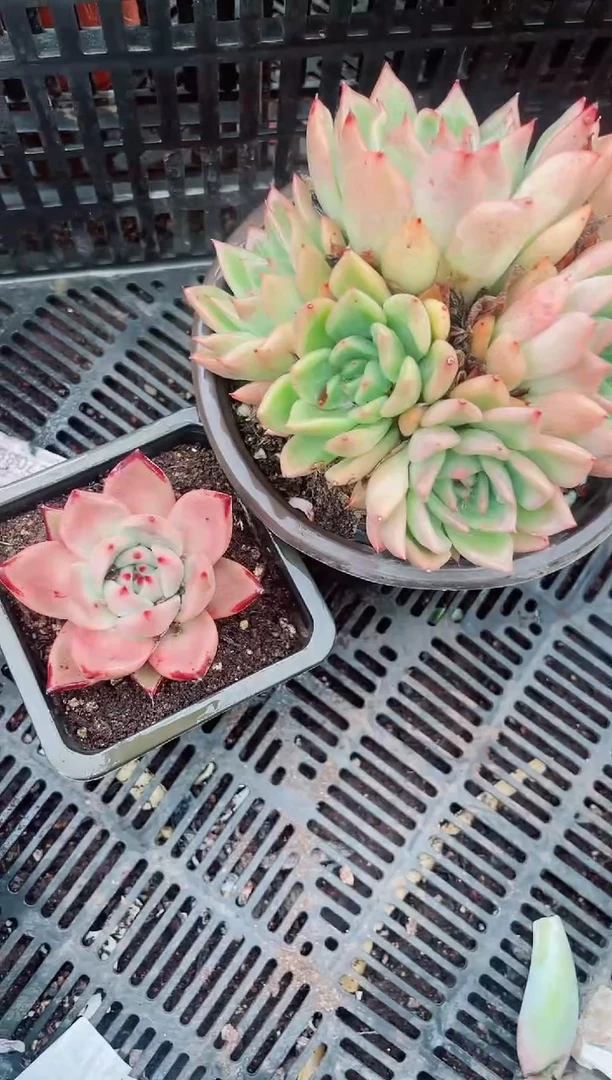 30167多肉植物一物一拍