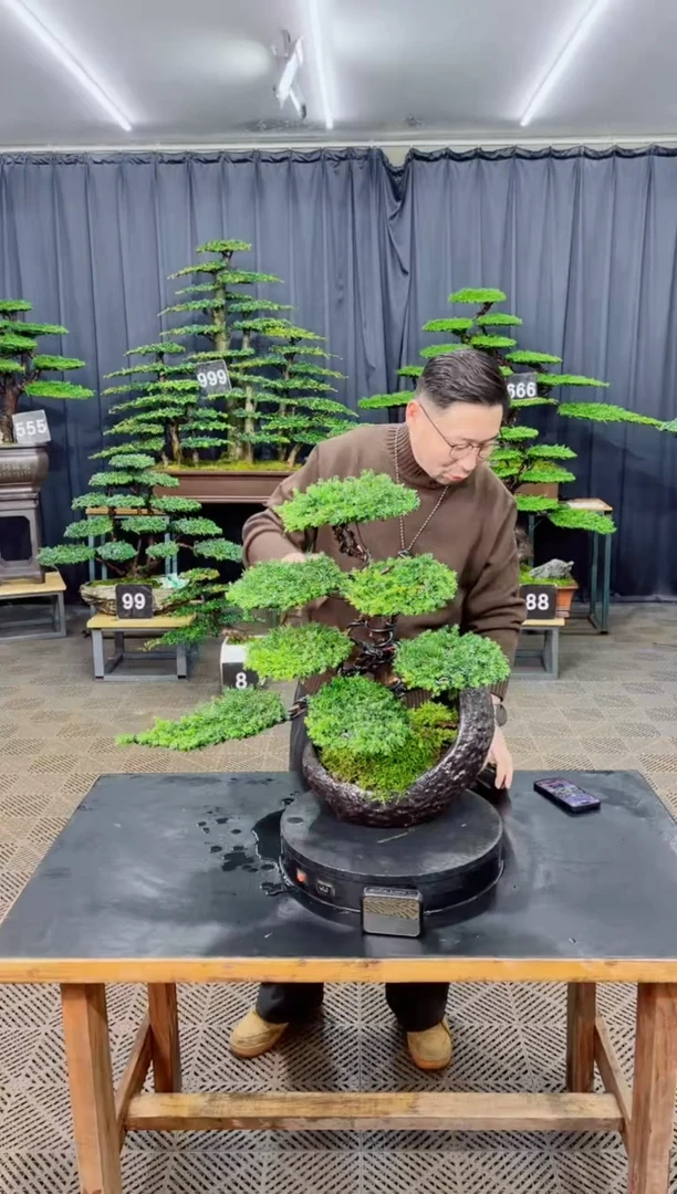 无花朵迎客松1111