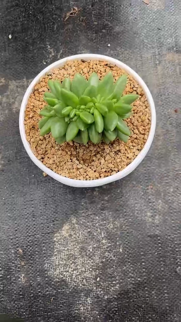美人缀化