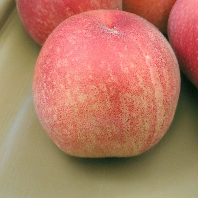 日本特早熟水蜜桃，5月中旬成熟 果面全红 果肉香甜 大果型