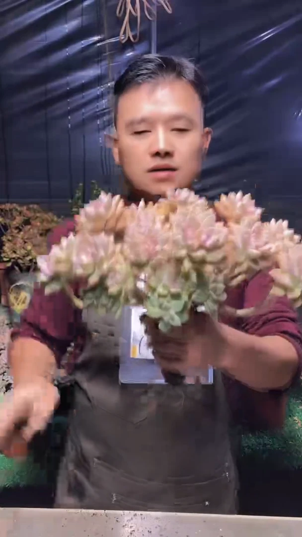 204淡雪缀化（一物一拍）