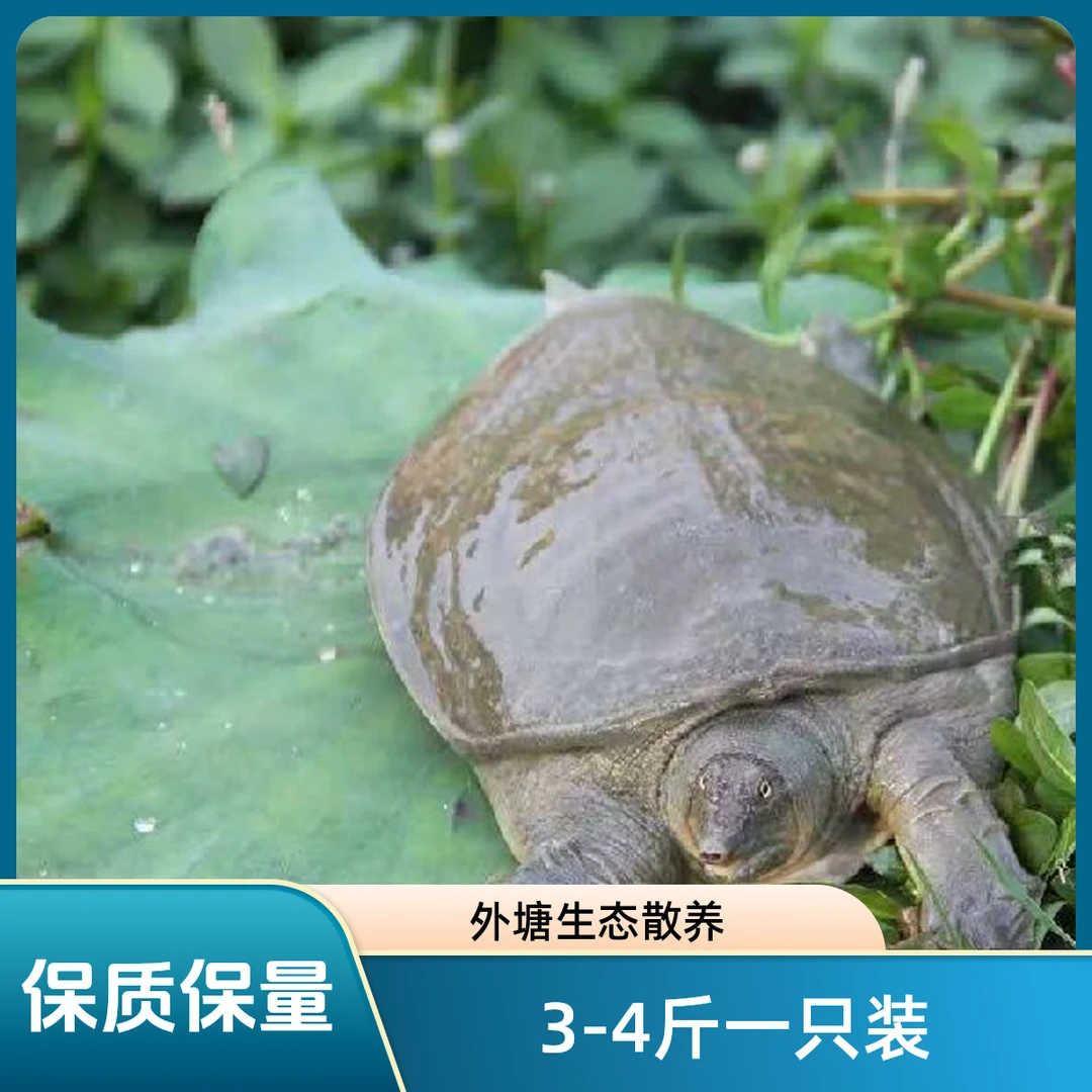 3斤多一只鲜活外塘散养生态公甲鱼水鱼足斤足两包鲜活
