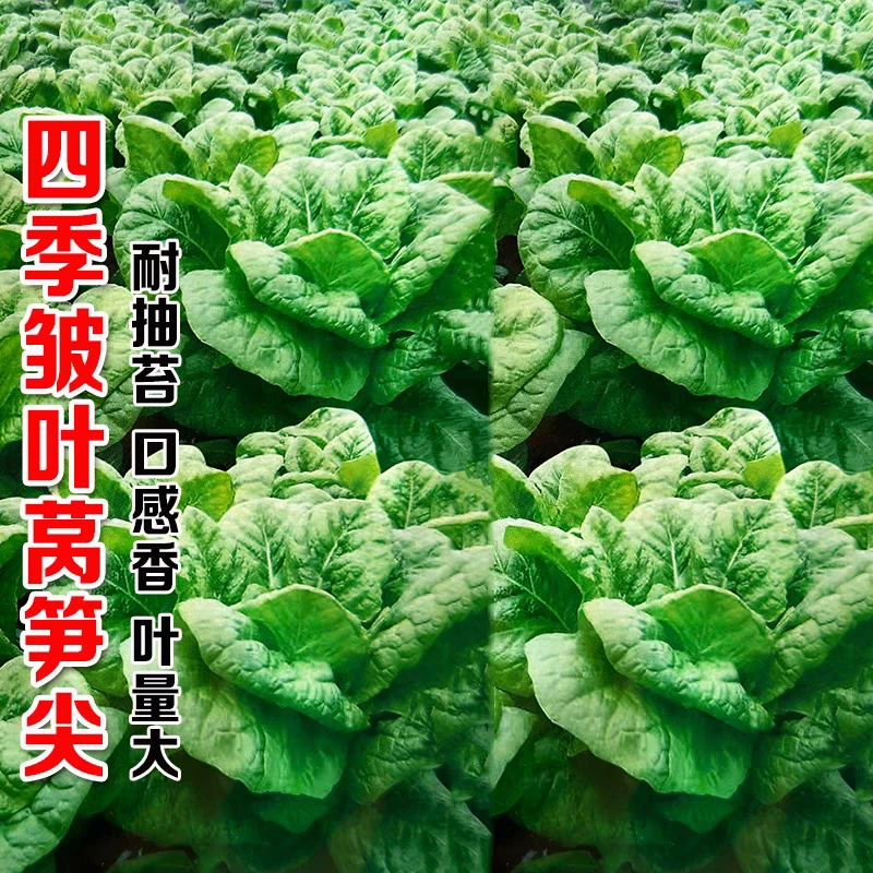 四季皱叶莴笋尖种子早熟耐寒耐热耐抽苔圆叶多叶莴苣莴笋叶种籽孑