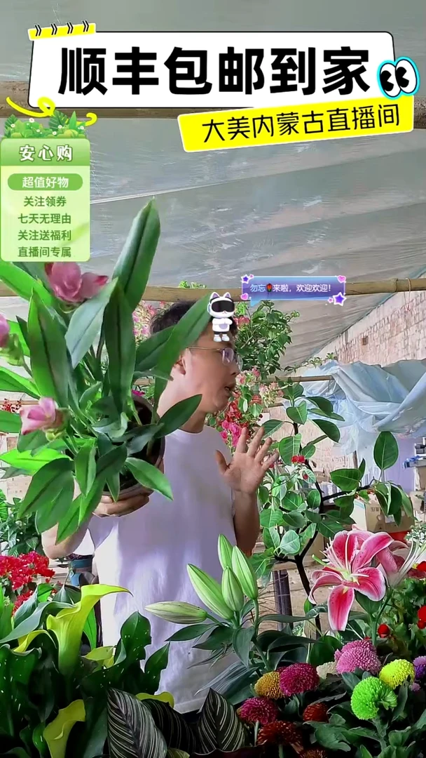 完全开放带花姜荷花