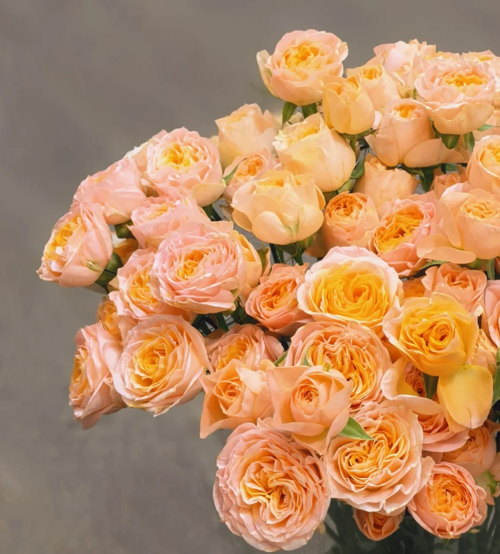 【专属特价】米奇多头玫瑰鲜切花云南现采现发拍两单以上顺丰发货