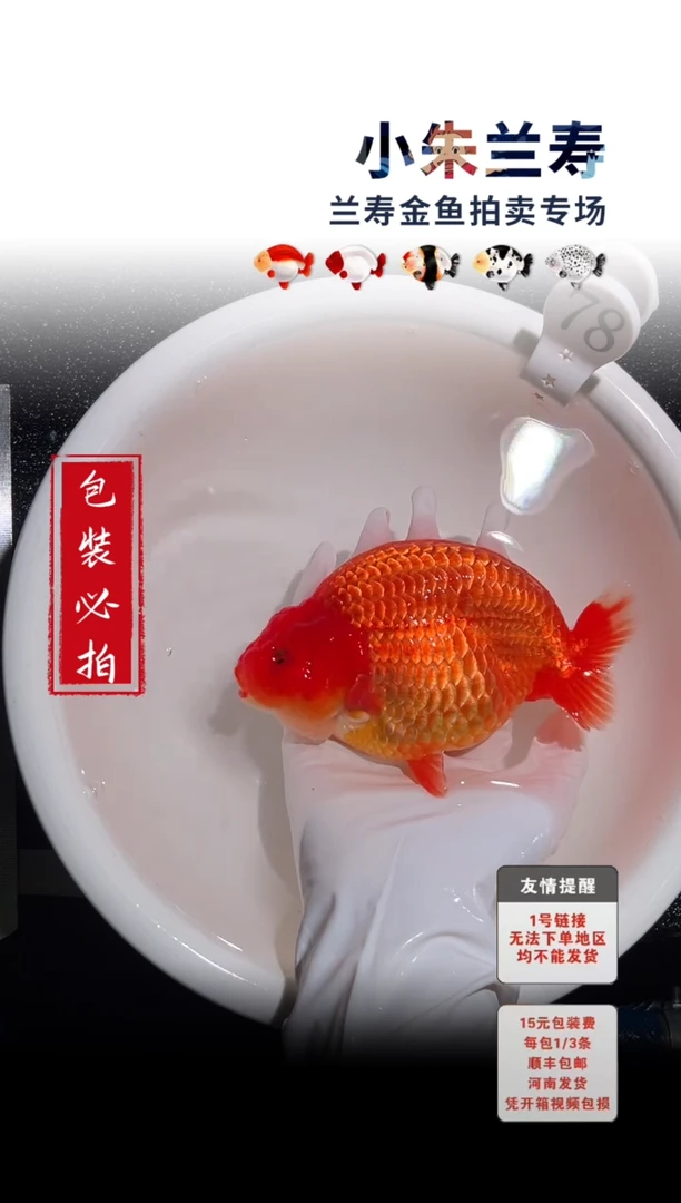 金鱼包装必拍未拍顺丰到付78号