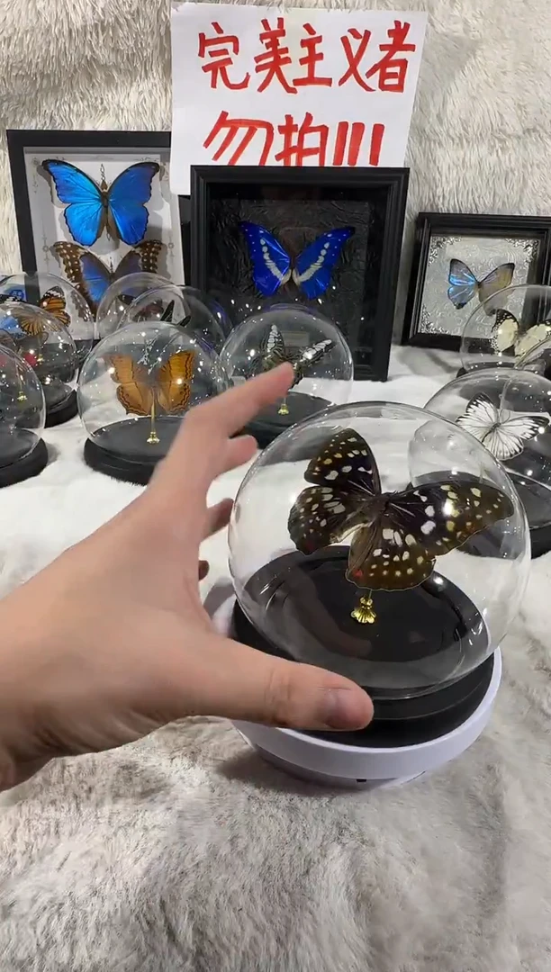 大紫蛱蝶水晶球