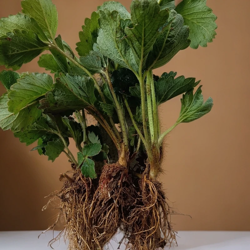 裸根发货10颗草莓苗绿植盆栽