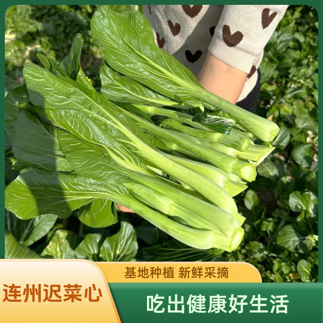连州迟菜心产地新鲜采摘 脆嫩爽口 自然生长