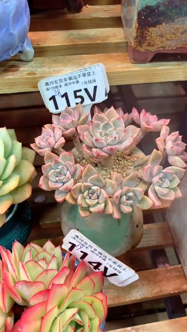 115V（一物一拍实付满28发货，默认不带盆土）