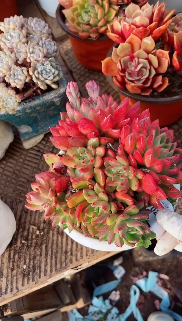 【闪购商品】02278