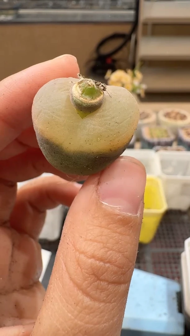 30-35多肉植物肉锥