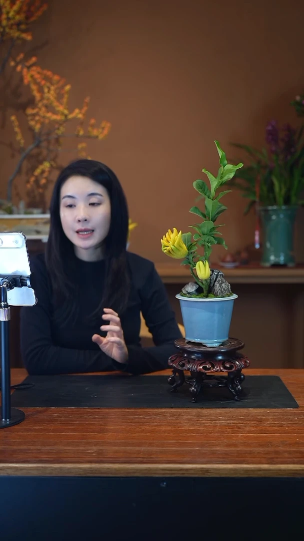 全部花朵佛手盆景盆景盆景