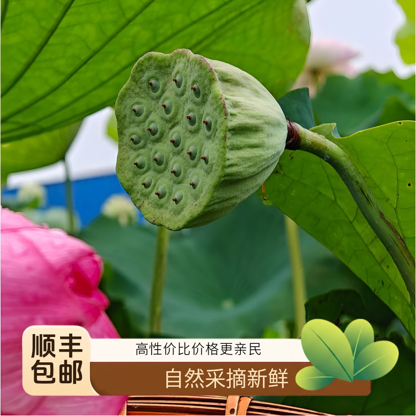 【顺丰包邮】新鲜现摘莲蓬清甜可口当季应季水果可生吃嫩莲子米