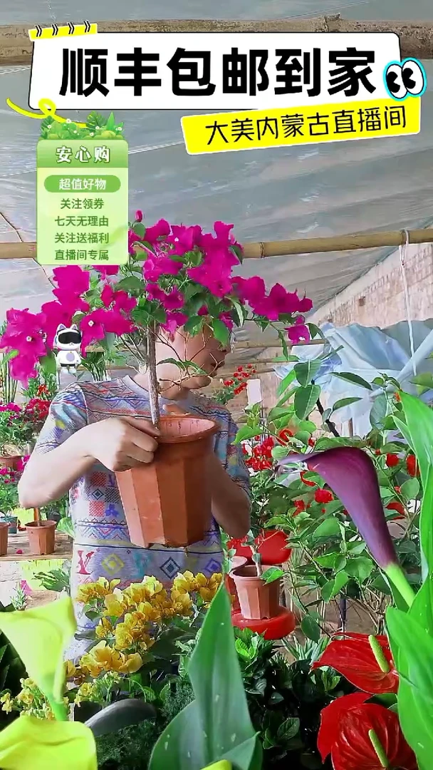完全开放云南紫三角梅