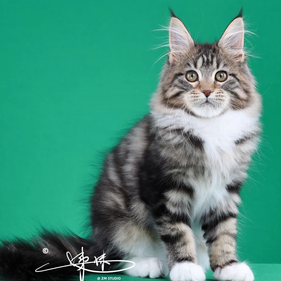 来了姊妹-棕白缅因猫 妹妹 18