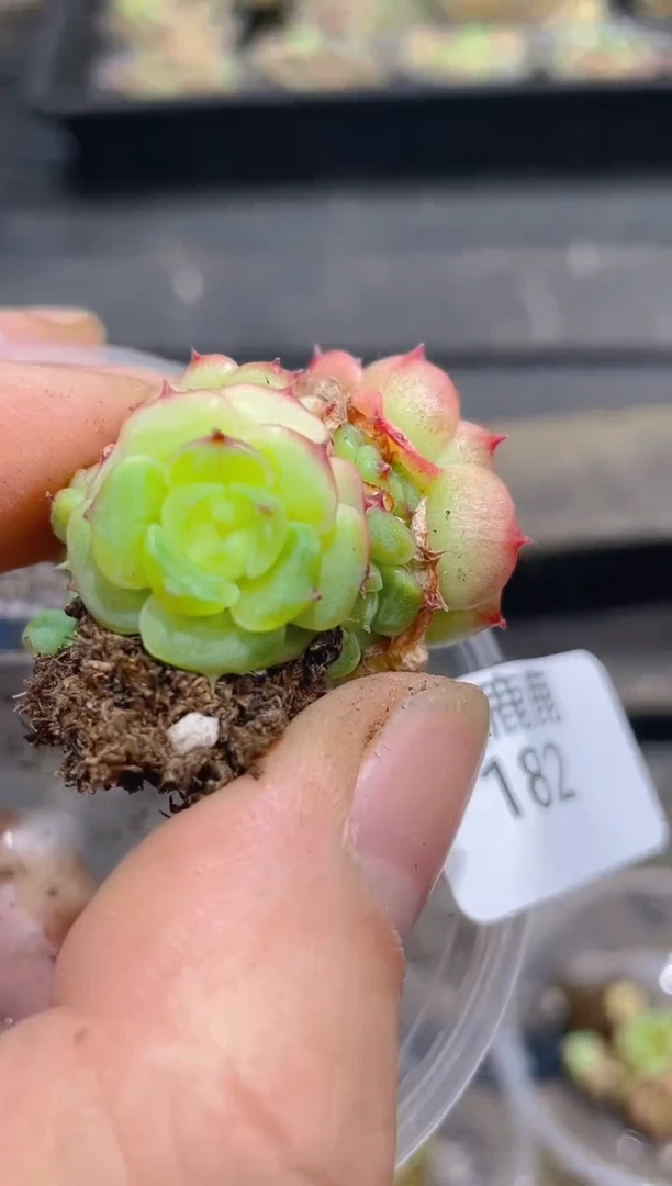 182孤品        量拍