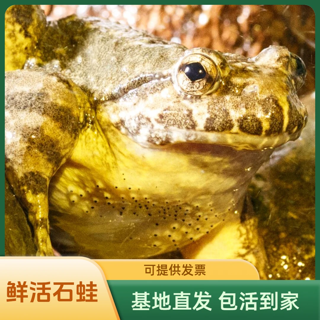 源自天然水域石蛙，鲜活速达，生态滋养珍馐