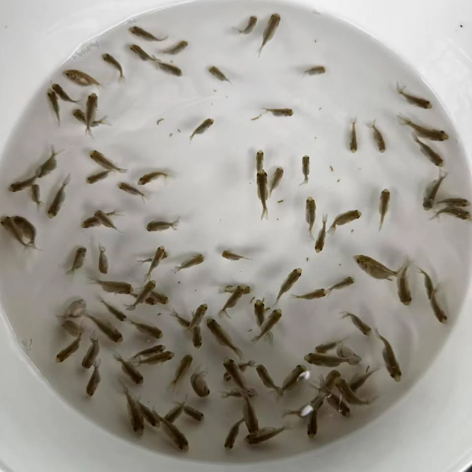 练手苗兰寿练手苗子直发包邮包损品质无忧