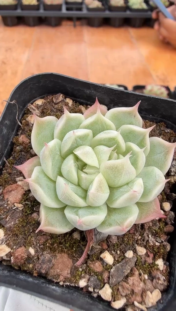 东云多肉园二店-239