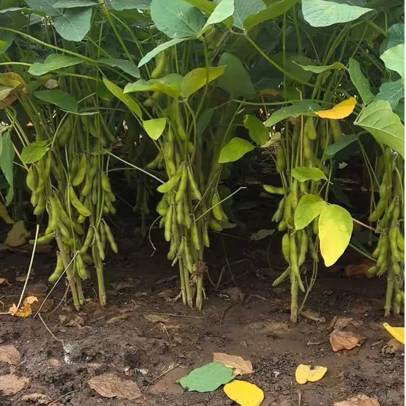 青泽农场-天津本地毛豆拍3斤发4斤现摘现发