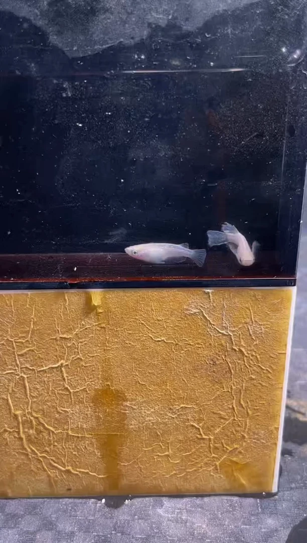 青鳉鱼观背青鳉8
