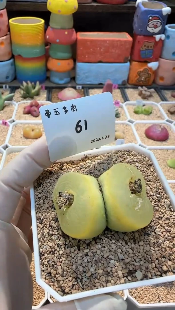 【闪购商品】25.1.22-61