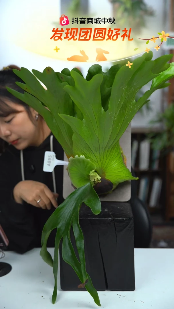 不开花植物A895-皇冠鹿角蕨（大）叶片微瑕
