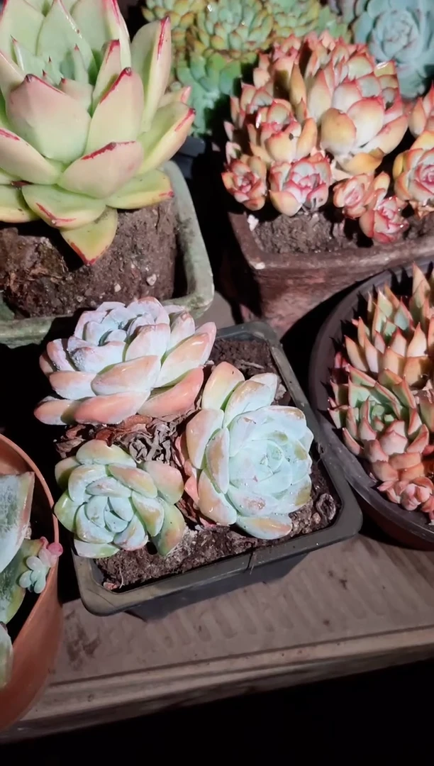 度**?024030多肉植物一万一平