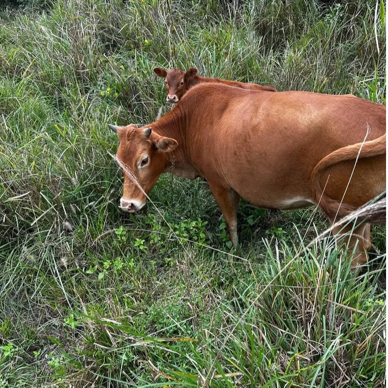 私链接，皖北散养黄牛现杀