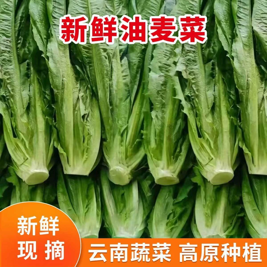 云南高山新鲜油麦菜当季时令火锅蔬菜脆嫩清甜