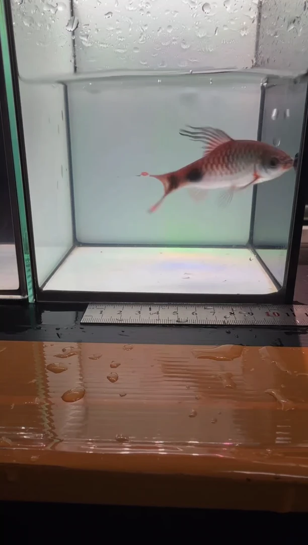 海水鱼克里11111