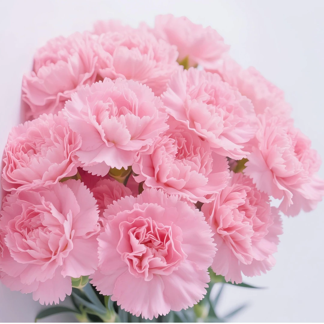 【粉钻】【康乃馨】家用鲜花粉钻康乃馨鲜切花束昆明花卉基地现场直发