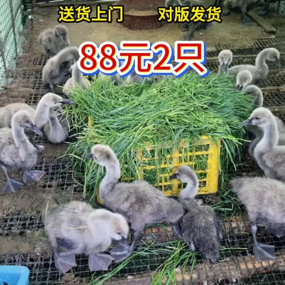 黑天鹅宠物黑天鹅易饲养顺丰包邮