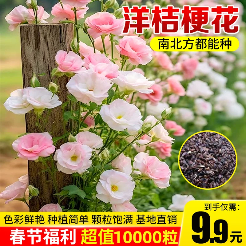 【超值10000粒】7色洋桔梗种子花种子南北方阳台小院开花南北方好养