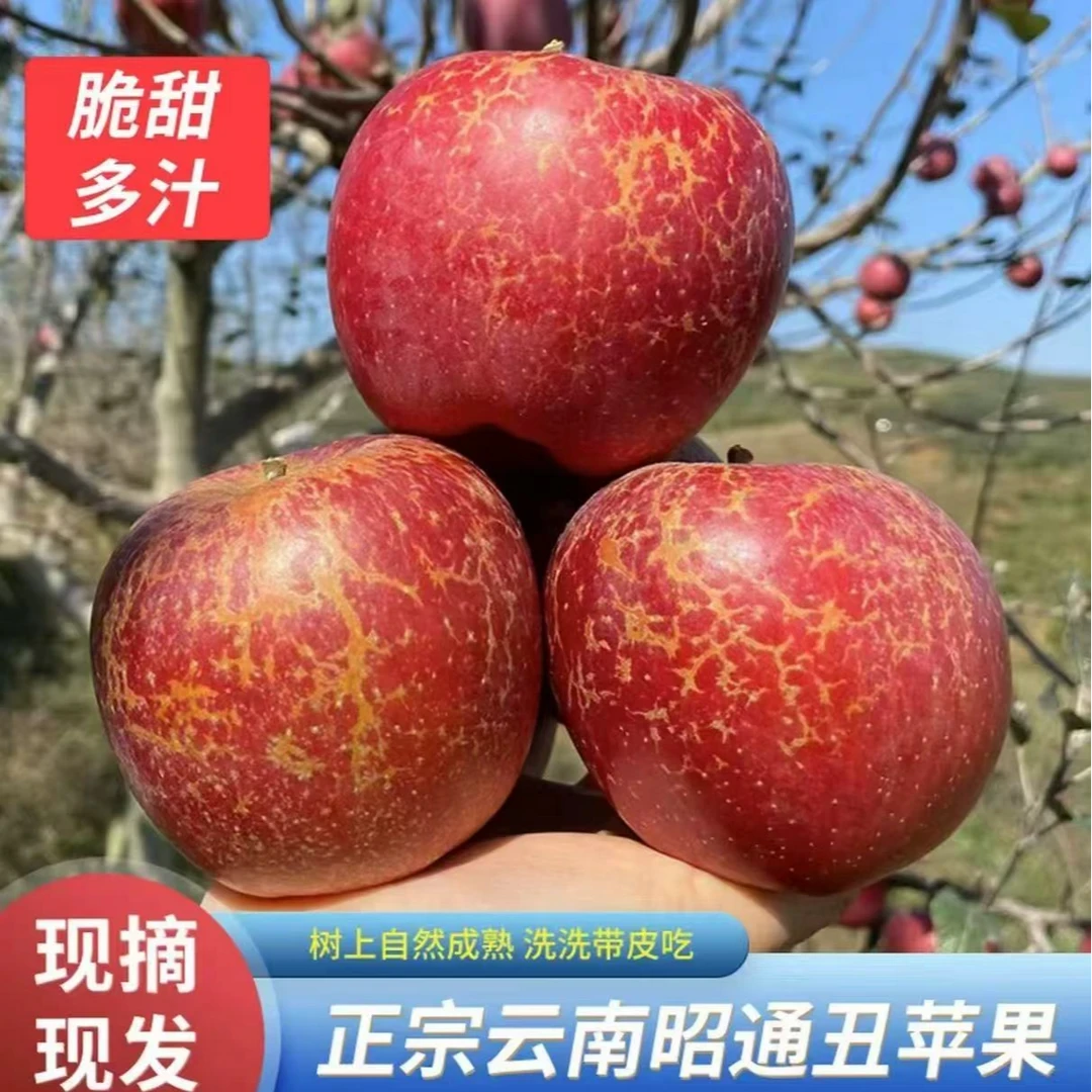 XYY云南昭通冰糖心丑苹果新鲜脆甜多汁当季现摘水果